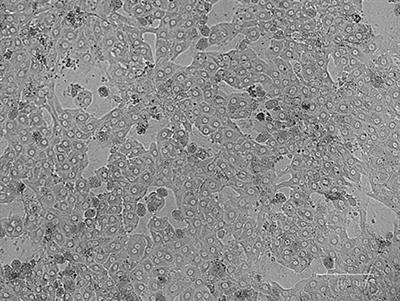 Brief Research Report: Effect of Triiodothyronine on Hepatic Growth Hormone Receptor Expression in Primary Bovine Hepatocytes